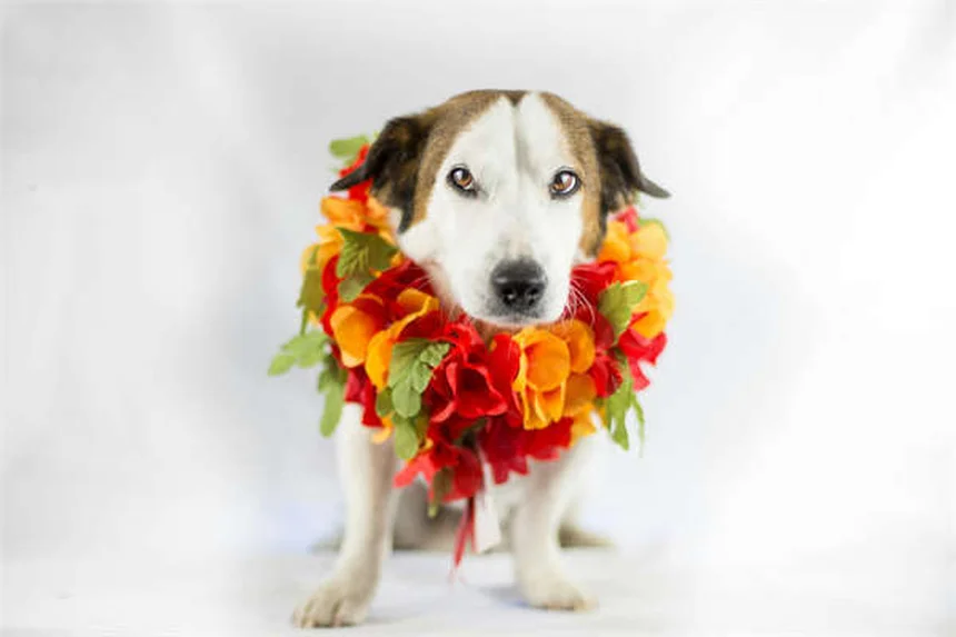 子馬の貧血とは？原因と対処法を徹底解説