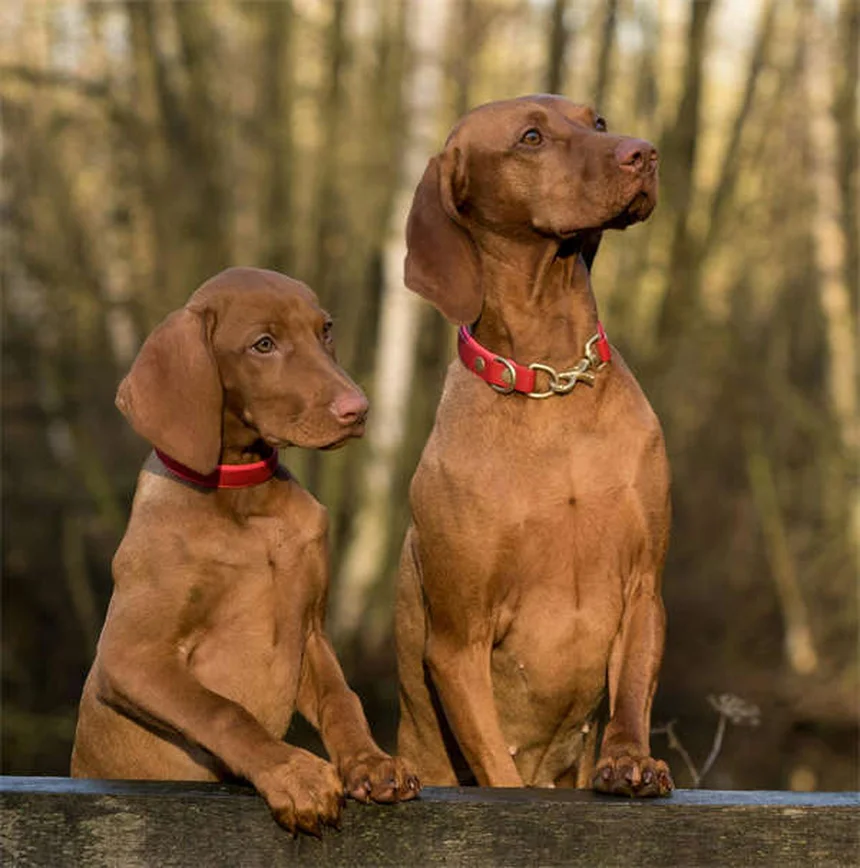犬の下痢にイモディウム®は使える？獣医師が教える正しい使い方