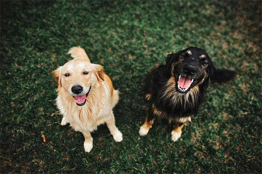 犬の下痢にイモディウム®は使える？獣医師が教える正しい使い方