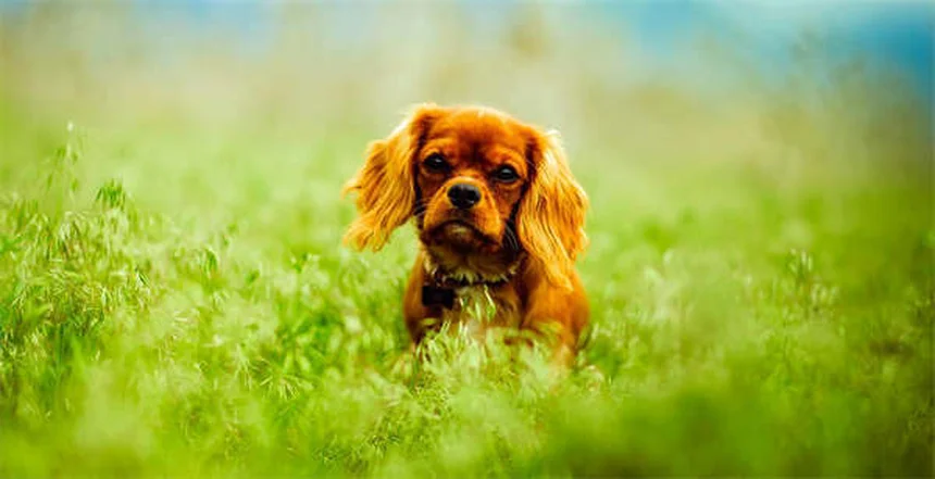 犬の下痢にイモディウム®は使える？獣医師が教える正しい使い方