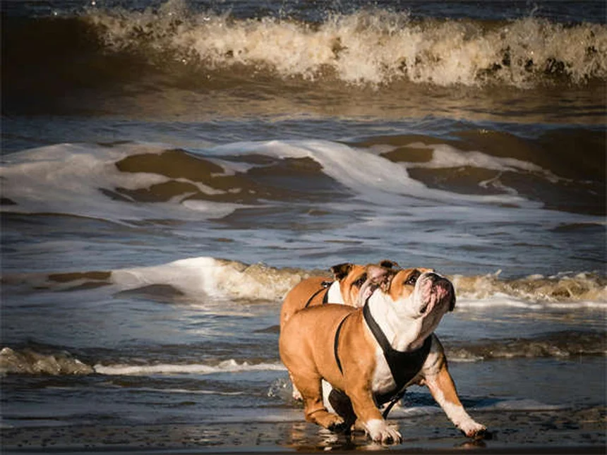 犬の下痢にイモディウム®は使える？獣医師が教える正しい使い方