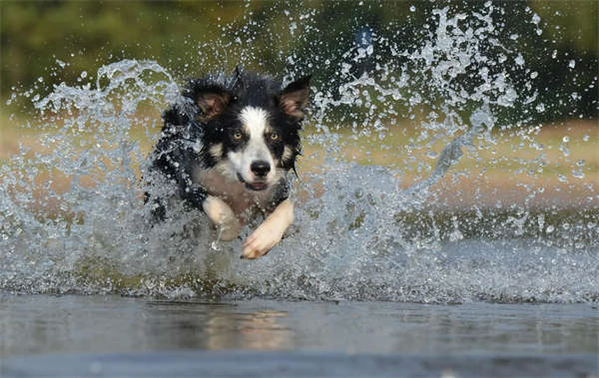 アルミニウム水酸化物とは？犬猫の腎臓病治療に効果的な理由