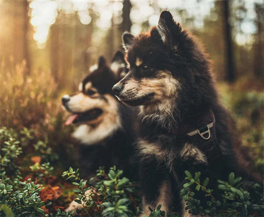 アルミニウム水酸化物とは？犬猫の腎臓病治療に効果的な理由
