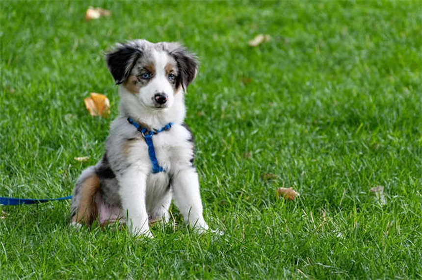 アルミニウム水酸化物とは？犬猫の腎臓病治療に効果的な理由