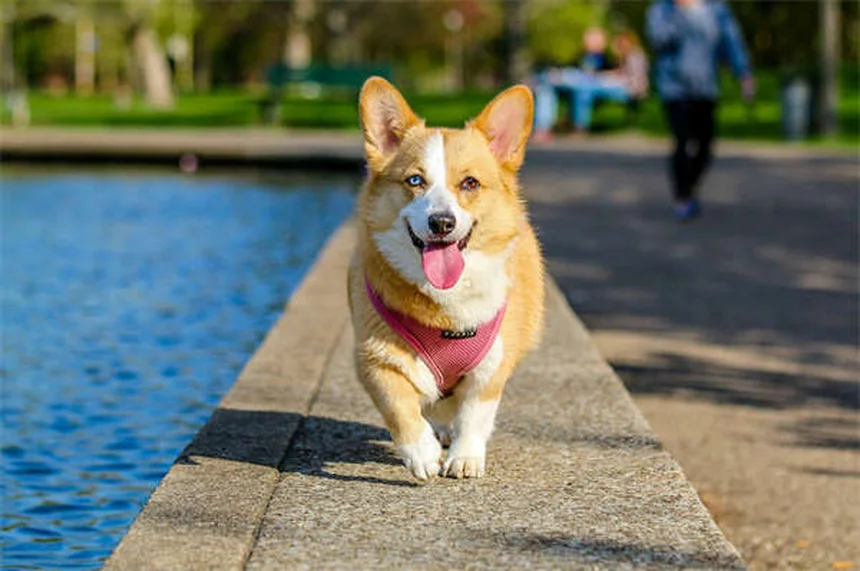 アルミニウム水酸化物とは？犬猫の腎臓病治療に効果的な理由