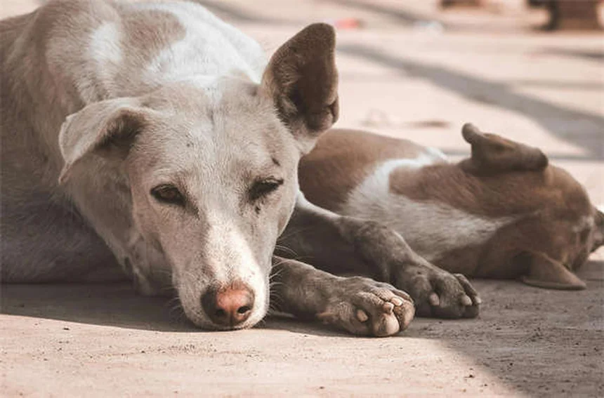 犬のボルデテラワクチン効果と接種の必要性を獣医が解説