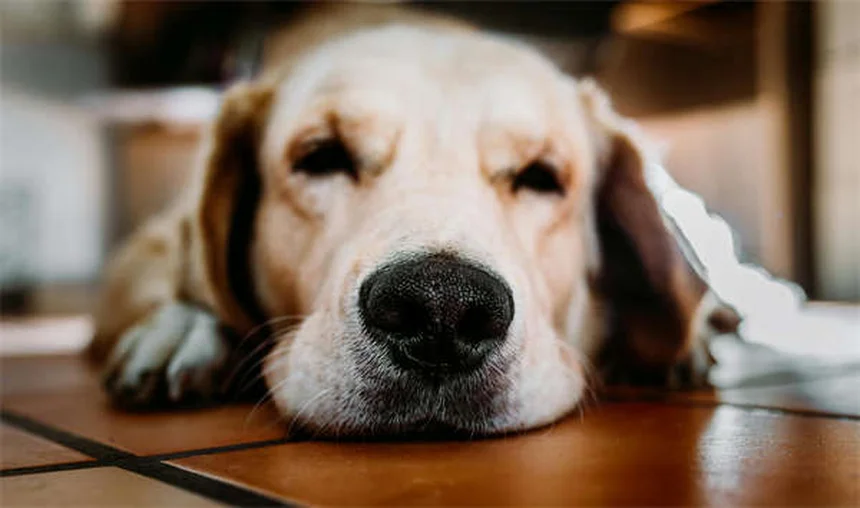 犬のボルデテラワクチン効果と接種の必要性を獣医が解説