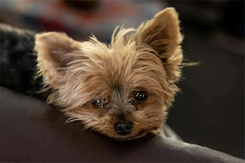 犬のボルデテラワクチン効果と接種の必要性を獣医が解説