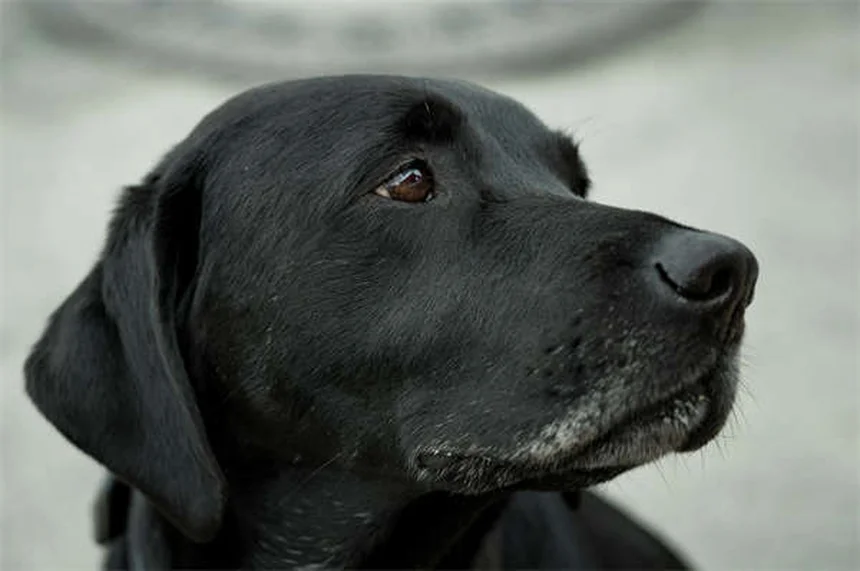 犬のボルデテラワクチン効果と接種の必要性を獣医が解説