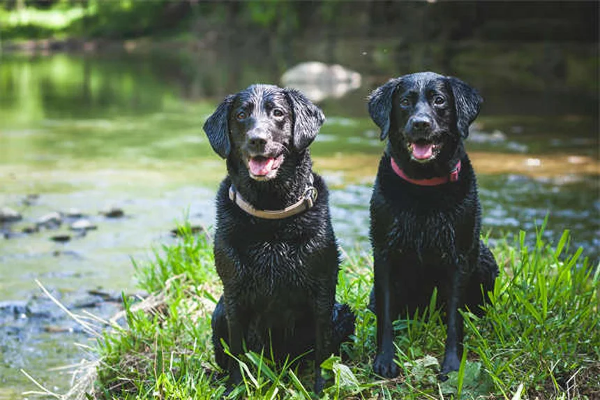 犬のフォン・ヴィレブランド病とは？症状・治療法を獣医が解説