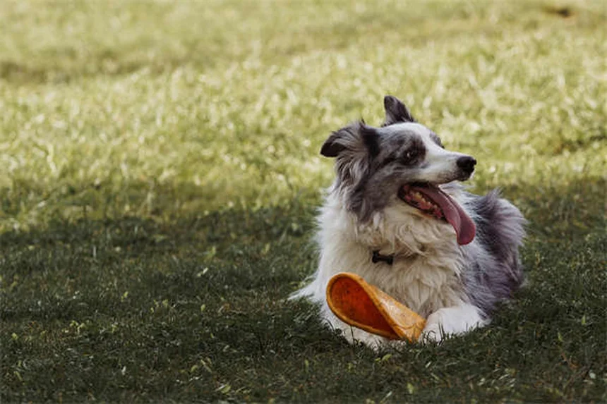 犬のフォン・ヴィレブランド病とは？症状・治療法を獣医が解説