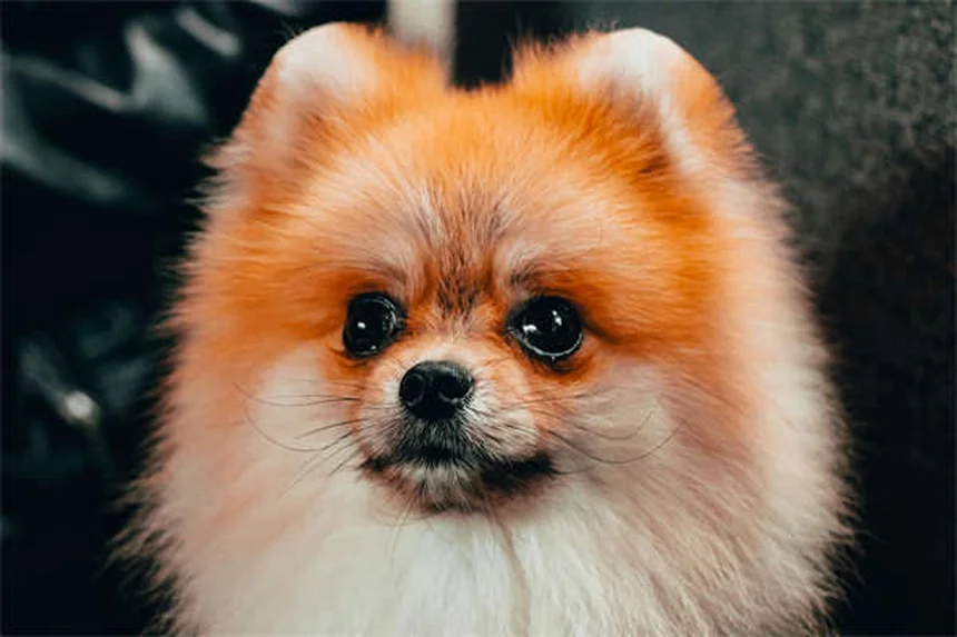 犬のフォン・ヴィレブランド病とは？症状・治療法を獣医が解説