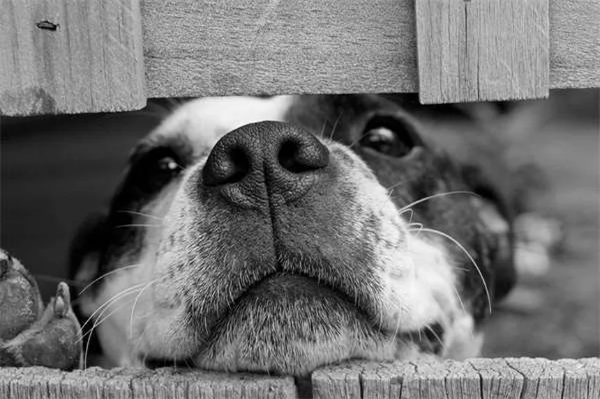 犬のフォン・ヴィレブランド病とは？症状・治療法を獣医が解説