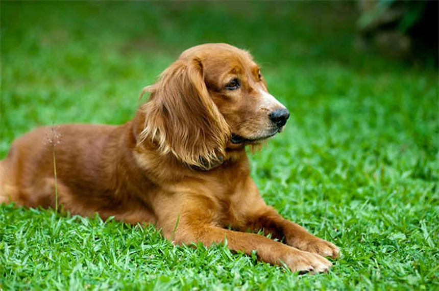 子犬や子猫の正しい抱き方|プロが教える安全な方法