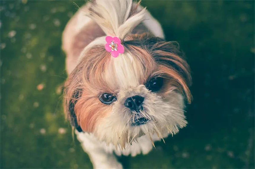 子犬や子猫の正しい抱き方｜プロが教える安全な方法