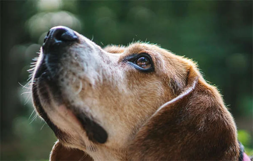 子犬や子猫の正しい抱き方｜プロが教える安全な方法